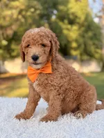 Cecil - Medium , a male Goldendoodle for sale in Frostproof, FL – 7 of 10