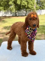 Nala , a female Goldendoodle for sale in Frostproof, FL – 2 of 9