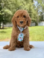 Trevor - F1b Mini Goldendoodle Male, a male Miniature Goldendoodle for sale in Frostproof, FL – 6 of 10