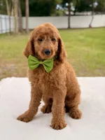 Harry - Medium Goldendoodle male , a male Goldendoodle and Miniature Goldendoodle for sale in Frostproof, FL – 8 of 8
