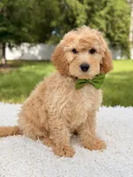 Marshall - Medium, a male Miniature Goldendoodle for sale in Frostproof, FL – 5 of 8