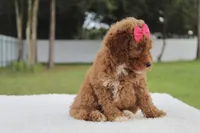 Fancy , a female Miniature Goldendoodle for sale in Frostproof, FL – 8 of 8