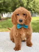 Michael , a male Miniature Goldendoodle for sale in Frostproof, FL – 2 of 8