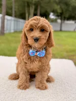 Callie , a female Cavapoo for sale in Frostproof, FL – 6 of 8