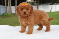 Dakota , a female Miniature Goldendoodle for sale in Frostproof, FL – 7 of 10