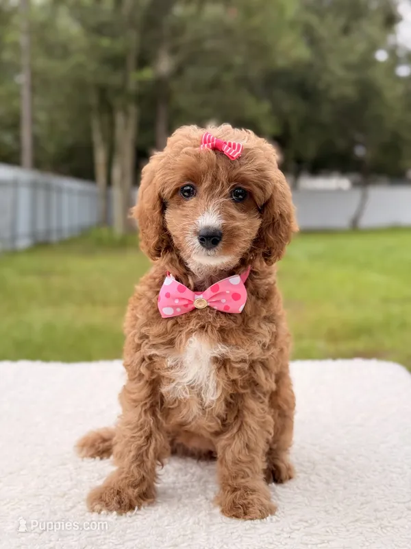 Cielo  – Cavapoo puppy for sale in Frostproof, FL