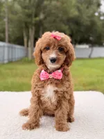 Cielo , a female Cavapoo for sale in Frostproof, FL – 1 of 9