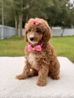 Cielo , a female Cavapoo for sale in Frostproof, FL – 5 of 9
