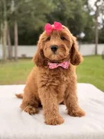Hazel - Medium Goldendoodle , a female Goldendoodle and Miniature Goldendoodle for sale in Frostproof, FL – 10 of 10