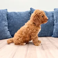 Chase - F1bb Mini Goldendoodle , a male Miniature Goldendoodle for sale in Frostproof, FL – 5 of 5