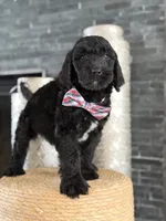 Angel  F1 Standard , a male Goldendoodle for sale in Frostproof, FL – 4 of 8
