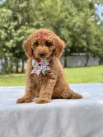 Treasure - F1b Mini Goldendoodle Female , a female Miniature Goldendoodle for sale in Frostproof, FL – 5 of 10