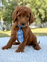 Dusty F1b Standard Goldendoodle , a male Goldendoodle for sale in Frostproof, FL – 8 of 8