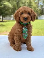 Timothy - F1b Mini Goldendoodle Male , a male Miniature Goldendoodle for sale in Frostproof, FL – 2 of 10