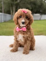 Cielo , a female Cavapoo for sale in Frostproof, FL – 6 of 9