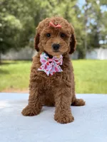 Tinker - F1b Mini Goldendoodle Female , a female Miniature Goldendoodle for sale in Frostproof, FL – 4 of 10