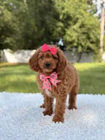 Ariel , a female Cavapoo for sale in Frostproof, FL – 6 of 10