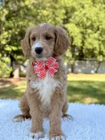 Molly - Mini , a female Miniature Goldendoodle for sale in Frostproof, FL – 5 of 9
