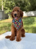 Arthur - F1b Mini , a male Goldendoodle and Miniature Goldendoodle for sale in Frostproof, FL – 1 of 8