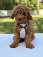 Timón - Mini F1bb, a male Miniature Goldendoodle for sale in Frostproof, FL – 7 of 9