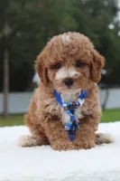 Flynn - Toy / Micro, a male Miniature Goldendoodle for sale in Frostproof, FL – 5 of 10