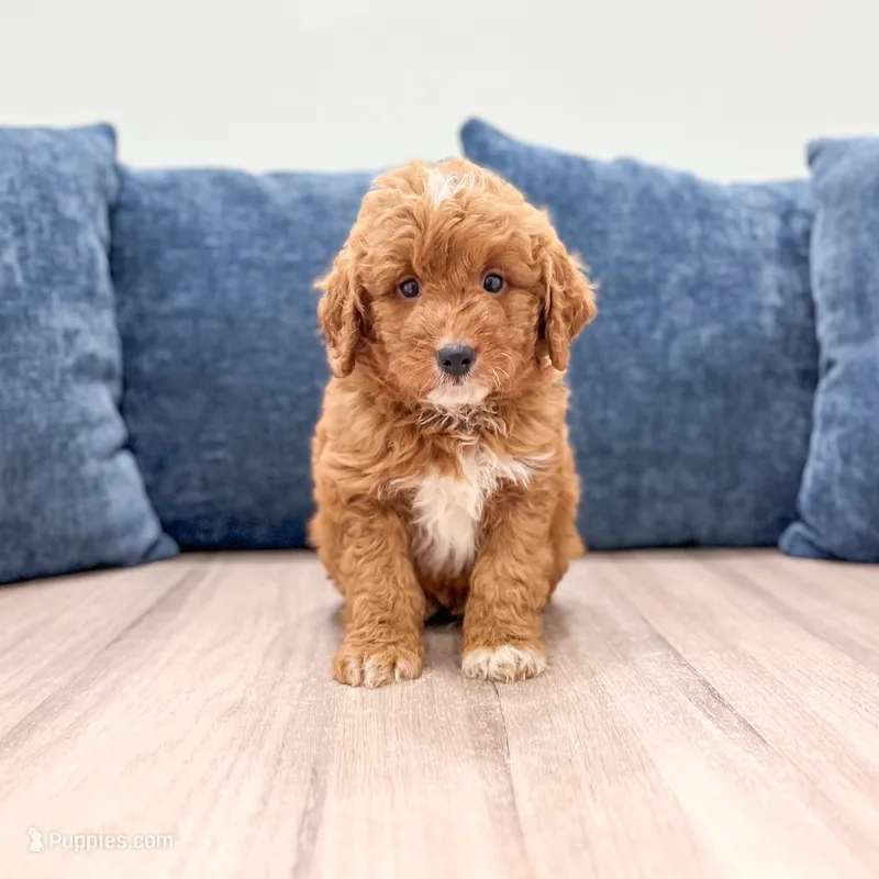 Cash - F1bb Mini Goldendoodle  – Miniature Goldendoodle puppy for sale in Frostproof, FL