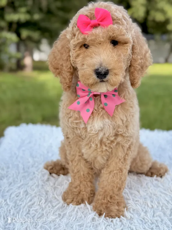 Blossom - F1b Standard Goldendoodle Female  – Goldendoodle puppy for sale in Frostproof, FL
