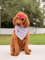 Ella - F1b Standard Goldendoodle , a female Goldendoodle for sale in Frostproof, FL – 4 of 9