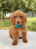 Michael , a male Miniature Goldendoodle for sale in Frostproof, FL – 6 of 8