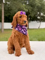 Electra - F1b Standard Goldendoodle , a female Goldendoodle for sale in Frostproof, FL – 6 of 9