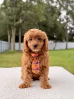 Cooper , a male Cavapoo for sale in Frostproof, FL – 4 of 8