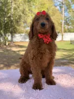 Kira , a female Goldendoodle for sale in Frostproof, FL – Photo 5 of 10