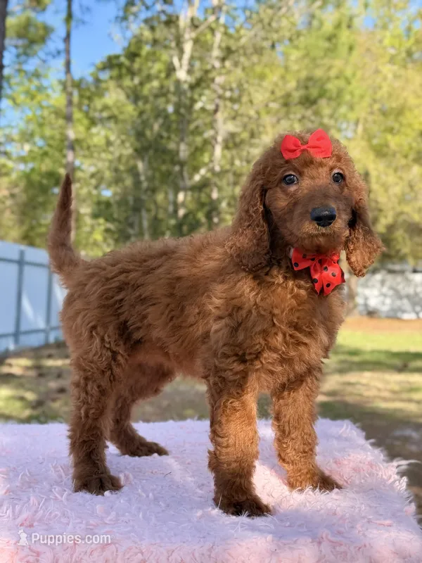 Kira  – Goldendoodle puppy for sale in Frostproof, FL