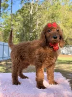 Kira , a female Goldendoodle for sale in Frostproof, FL – Photo 1 of 10