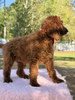Kira , a female Goldendoodle for sale in Frostproof, FL – Photo 6 of 10