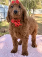 Kira , a female Goldendoodle for sale in Frostproof, FL – Photo 3 of 10