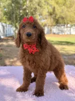 Kira , a female Goldendoodle for sale in Frostproof, FL – Photo 4 of 10