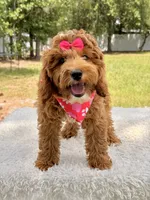 Harmony , a female Miniature Goldendoodle for sale in Frostproof, FL – 3 of 10