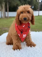 Thiago , a male Goldendoodle and Miniature Goldendoodle for sale in Frostproof, FL – 8 of 10