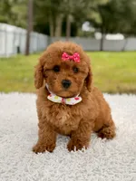 Dreamy - F1b Mini , a female Miniature Goldendoodle for sale in Frostproof, FL – 3 of 9