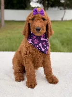 Electra - F1b Standard Goldendoodle , a female Goldendoodle for sale in Frostproof, FL – 7 of 9
