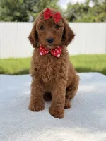 Jamie , a female Goldendoodle for sale in Frostproof, FL – 9 of 10