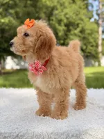 Millie , a female Miniature Goldendoodle for sale in Frostproof, FL – 6 of 10
