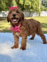 Minnie , a female Miniature Goldendoodle for sale in Frostproof, FL – 2 of 7
