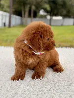 Dreamy - F1b Mini , a female Miniature Goldendoodle for sale in Frostproof, FL – 6 of 9