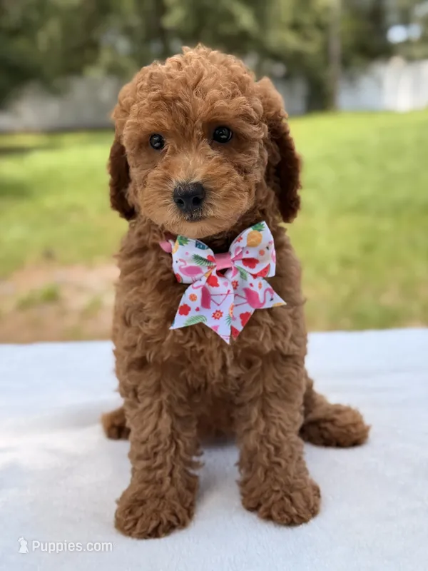 Tinker - F1b Mini Goldendoodle Female  – Miniature Goldendoodle puppy for sale in Frostproof, FL
