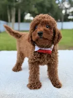 Jimmy F1b Toy, a male Miniature Goldendoodle for sale in Frostproof, FL – 2 of 8