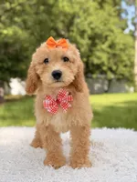 Millie , a female Miniature Goldendoodle for sale in Frostproof, FL – 8 of 10