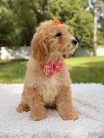 Millie , a female Miniature Goldendoodle for sale in Frostproof, FL – 5 of 10