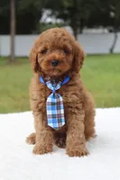 Flash - Micro / Toy , a male Miniature Goldendoodle for sale in Frostproof, FL – 8 of 9